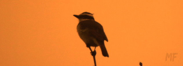 mariel fernandes.entorno