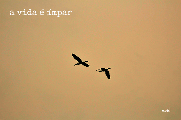 mariel fernandes.voo.passaros.vida.impar